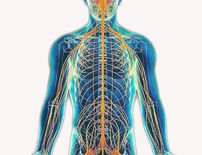 Вегетативная и периферическая нервная система - Санаторий «Сосны ВОС»